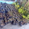 Yerköy de fidan satışları başladı Yerköy de fidan satışları başladı