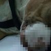 Adana'da vahşet! Kendilerine havlayan 2 köpeği ve sahibini bıçakladılar Adana'da vahşet! Kendilerine havlayan 2 köpeği ve sahibini bıçakladılar