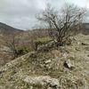 Foto kapanlar yaban hayatını görüntüledi