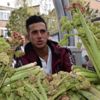 Işgın bitkisi köylülerin geçim kaynağı Işgın bitkisi köylülerin geçim kaynağı