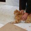 Batman'da ailenin vazgeçilmezi ortaya ortaya çıkınca sevinçten çılgına döndüler. Her yerde didik didik aranıyordu Batman'da ailenin vazgeçilmezi ortaya ortaya çıkınca sevinçten çılgına döndüler. Her yerde didik didik aranıyordu