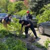 ﻿Acıbadem’de rüzgar ağaç devirdi