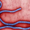 Ebola aşısının denemeleri başarılı Ebola aşısının denemeleri başarılı
