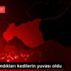 Seçim sandıkları kedilerin yuvası oldu Seçim sandıkları kedilerin yuvası oldu