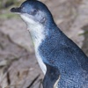 Penguenlere saldıran ‘insan’ aranıyor