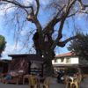Muğla tarihi çınar ağacı yöre ekonomisine katkı sağlıyor Muğla tarihi çınar ağacı yöre ekonomisine katkı sağlıyor
