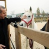 Erdoğan atlara havuç yedirdi