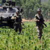 Jandarma'dan kenevir operasyonu Jandarma'dan kenevir operasyonu