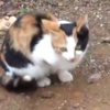 Üç ayaklı kedi görenleri şaşırtıyor Üç ayaklı kedi görenleri şaşırtıyor