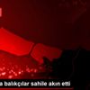 Beykoz da balıkçılar sahile akın etti Beykoz da balıkçılar sahile akın etti
