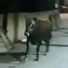 Çılgın boğa kamyona yüklenirken kaçtı Çılgın boğa kamyona yüklenirken kaçtı