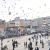 Ş.Urfa’da güvercin etkinliği