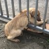 Demir parmaklıklara sıkışan köpeği trafik ekipleri kurtardı Demir parmaklıklara sıkışan köpeği trafik ekipleri kurtardı