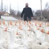 Mühendisliği bırakıp kaz çiftliği kurdu Mühendisliği bırakıp kaz çiftliği kurdu