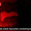 Erzincan da sokak hayvanları unutulmuyor Erzincan da sokak hayvanları unutulmuyor