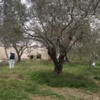 Yakılarak öldürülen kadın cinayetinde 3 gözaltı Yakılarak öldürülen kadın cinayetinde 3 gözaltı