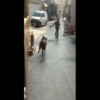 Beykoz'da Domuz Paniği 2