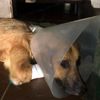 Kesici aletle yaralanan köpek yeni yuvasında Kesici aletle yaralanan köpek yeni yuvasında