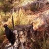 Tekirdağ da kara ağaçkakan fotokapanla görüntülendi Tekirdağ da kara ağaçkakan fotokapanla görüntülendi