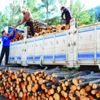 Elli bin orman işçisine eğitim Elli bin orman işçisine eğitim