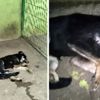 Barınaktaki görüntü hayvanseverleri ayağa kaldırdı Barınaktaki görüntü hayvanseverleri ayağa kaldırdı