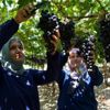 Lezzeti beğenilen Spil Karası nın üretimi ülke genelinde ... Lezzeti beğenilen Spil Karası nın üretimi ülke genelinde ...