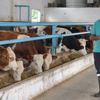 Tedavi için gittiği hayvan çiftliklerinden etkilendi ve kendi çiftliğini kurdu Tedavi için gittiği hayvan çiftliklerinden etkilendi ve kendi çiftliğini kurdu