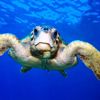 Caretta carettalardan tesbih yapıp satıyorlar Caretta carettalardan tesbih yapıp satıyorlar