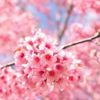 Başakşehir Şehir Hastanesi adı nedir? Çan ve Sakura ne demek?