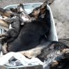 Bartın da 6 köpek ölü bulundu
