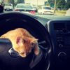 Ukrayna’da taksinin muavini kedi Ukrayna’da taksinin muavini kedi