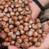 Türkiye fındığını dünyaya sattı