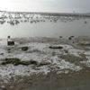Silivri'de deniz 50 metre çekildi Silivri'de deniz 50 metre çekildi