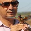 Boğazkent'te halkalandı, Finlandiya'da yakalandı Boğazkent'te halkalandı, Finlandiya'da yakalandı