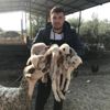 Koyun tek batında 4 kuzu doğurdu