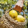 Resmi Gazete'de yayımlandı: Limon ihracatında yeni karar