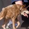 Dünyanın 'en çirkin köpeği' belli oldu Dünyanın 'en çirkin köpeği' belli oldu