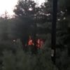 Orman yangını Orman yangını