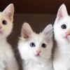İzmir'de ölü 4 kedi bulundu İzmir'de ölü 4 kedi bulundu