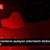 Sokak hayvanlarını aşılayan veterinerin darbedildiği ...