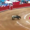 Boğa matadoru yerden yere vurdu