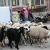 Evin önünden kaçan koyunlar karayoluna indi Evin önünden kaçan koyunlar karayoluna indi