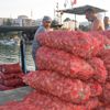Salyangoz, Karadenizli balıkçıların gelir kaynağı oldu Salyangoz, Karadenizli balıkçıların gelir kaynağı oldu