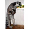 (Özel Haber) Lemurların Üçüz Sevinci (Özel Haber) Lemurların Üçüz Sevinci