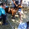 Kıl keçilerine ultrasonlu sağlık kontrolü Kıl keçilerine ultrasonlu sağlık kontrolü