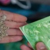 Bonzai içti, yoğun bakımlık oldu Bonzai içti, yoğun bakımlık oldu