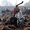 Nepal'de Gadhimai festivali başladı hayvanseverler tepkili Nepal'de Gadhimai festivali başladı hayvanseverler tepkili
