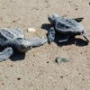 Karacabey longoz ormanlarında ölü 'caretta caretta' bulundu Karacabey longoz ormanlarında ölü 'caretta caretta' bulundu