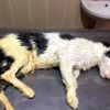 Vücudunu tümör kaplayan kedi sağlığına kavuşturuldu Vücudunu tümör kaplayan kedi sağlığına kavuşturuldu