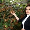 Organik kivi üretimi projesi yürütülüyor Organik kivi üretimi projesi yürütülüyor